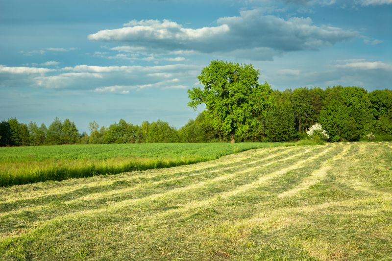 Field Clearing