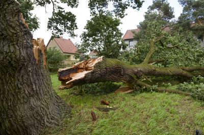Felled Tree Removal